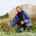 Ringelblumen pflücken im Kräuterbeet