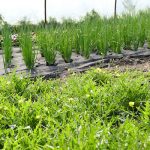 Rucola und Schnittlauch im Gewächshaus