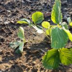 Gartenbeet mit junger Erdbeerpflanze